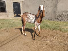 Rajan puri makhi cheeni goat,bakri for sale