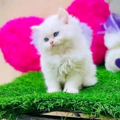 Persian kittens triple coat pair for sale contact whatsap 03228726747 0