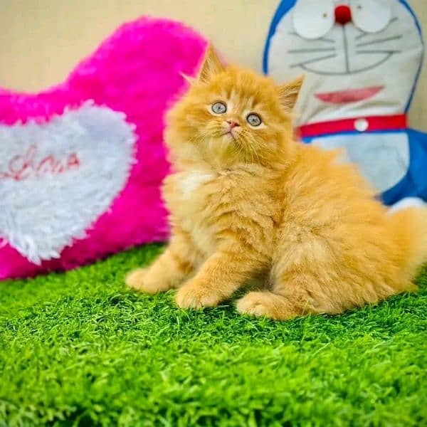 Persian kittens triple coat pair for sale contact whatsap 03228726747 1