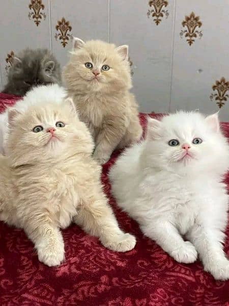 Persian kittens triple coat pair for sale contact whatsap 03228726747 2