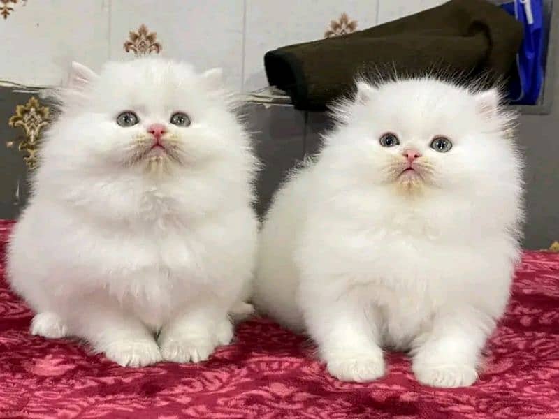 Persian kittens triple coat pair for sale contact whatsap 03228726747 3