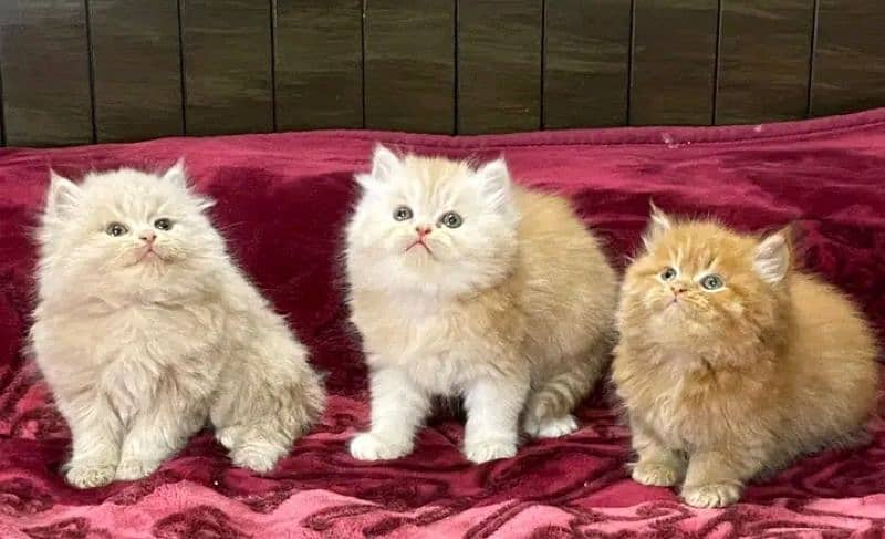 Persian kittens triple coat pair for sale contact whatsap 03228726747 4