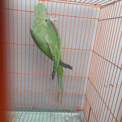 raw parrot for sale only WhatsApp number0327=6330466