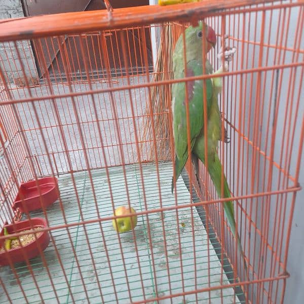 raw parrot for sale only WhatsApp number0327=6330466 1