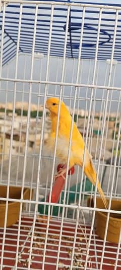 Mashallah yellow snd silver crested 2 canary male available. .