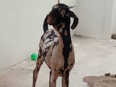 2 tota pari male goats, 1 white pregnant goat,