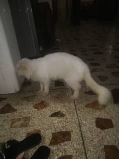 parsian cat full white paregnant 0