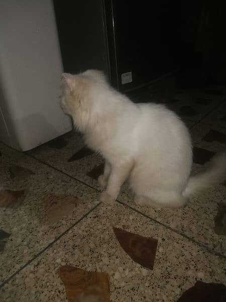 parsian cat full white paregnant 1