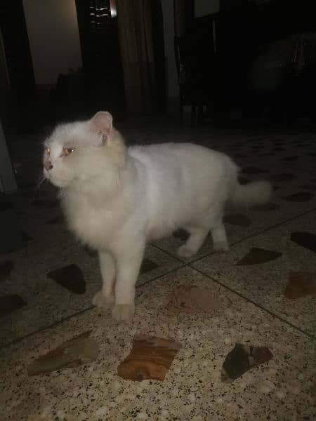 parsian cat full white paregnant 2