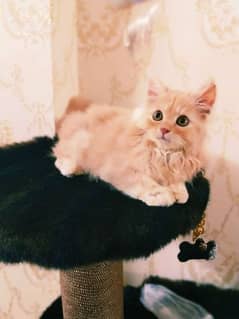 persian cat male kitten