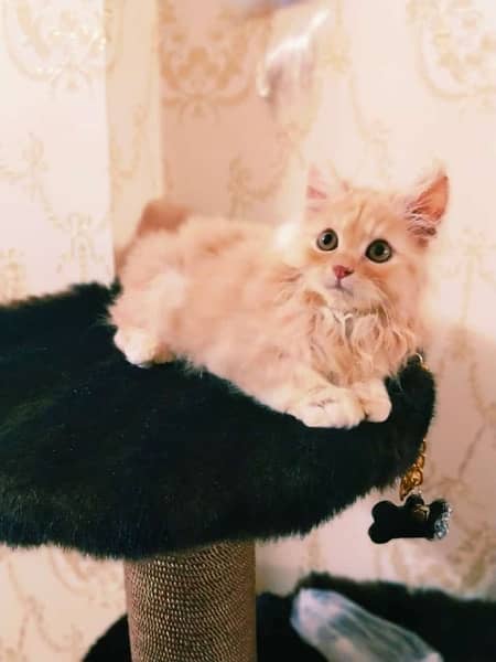 persian cat male kitten 0