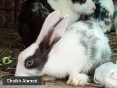 cute baby rabbits with Parents.