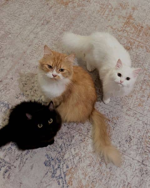 Persian Cats For Sale 5