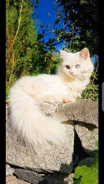 Persian Cats For Sale 10