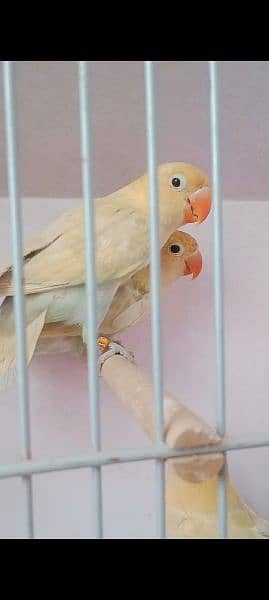 lovebirds are available with reasonable price 2