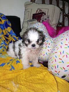 shih tzu puppy