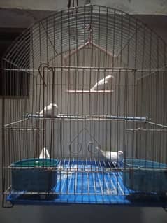 2 pair white bengles 1 pair crusted hy ek plen hy with cage