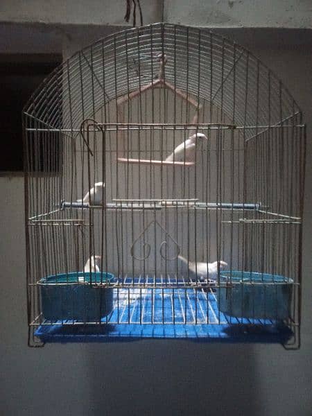 2 pair white bengles 1 pair crusted hy ek plen hy with cage 1