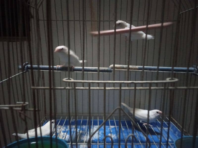 2 pair white bengles 1 pair crusted hy ek plen hy with cage 2