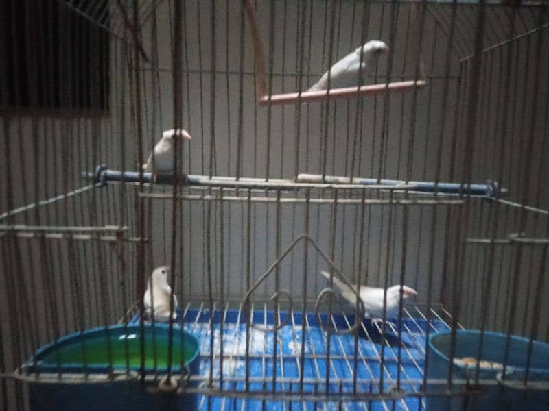 2 pair white bengles 1 pair crusted hy ek plen hy with cage 3