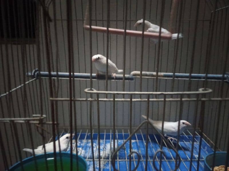 2 pair white bengles 1 pair crusted hy ek plen hy with cage 4