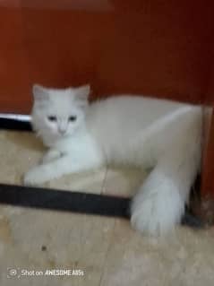 cute persian kitten for sale