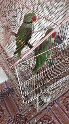 Raw parrot breeding pair 0