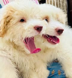 Adorable Toy Poodle Puppies Available for Sale