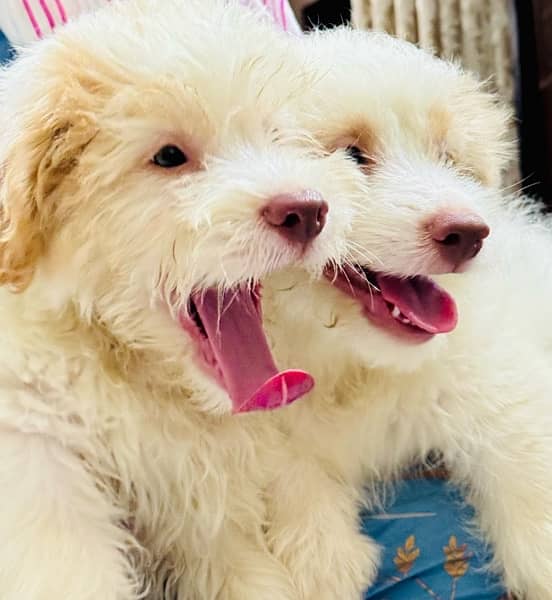 Adorable Toy Poodle Puppies Available for Sale 0