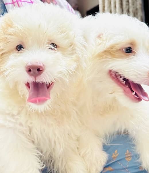 Adorable Toy Poodle Puppies Available for Sale 1