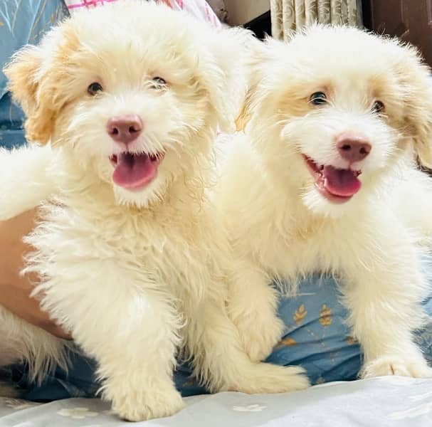 Adorable Toy Poodle Puppies Available for Sale 2