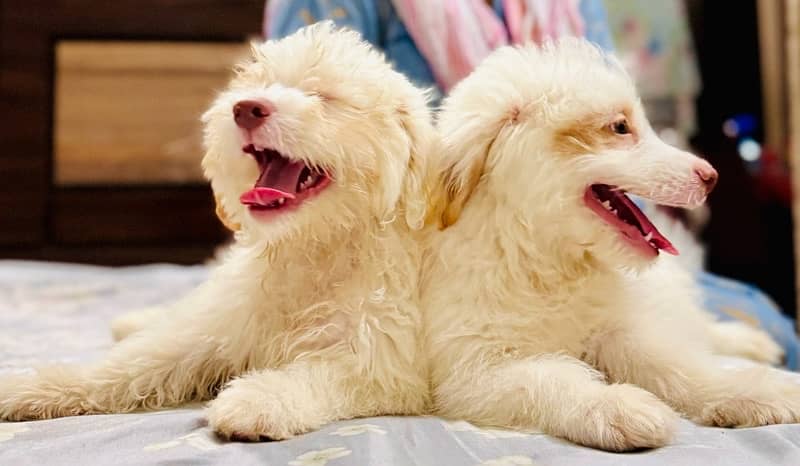 Adorable Toy Poodle Puppies Available for Sale 3