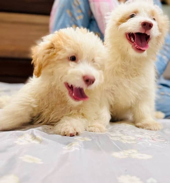 Adorable Toy Poodle Puppies Available for Sale 4