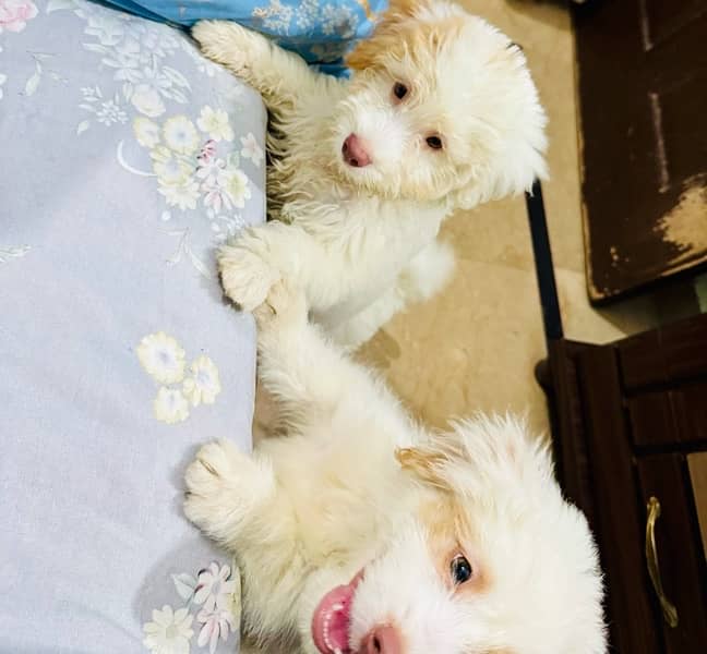 Adorable Toy Poodle Puppies Available for Sale 7