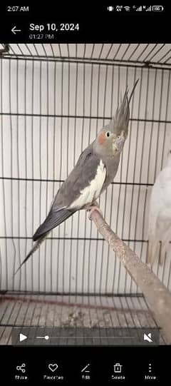 breeder cockatiel female hand tamed 0