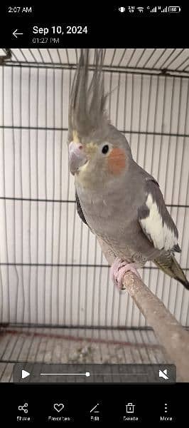 breeder cockatiel female hand tamed 1