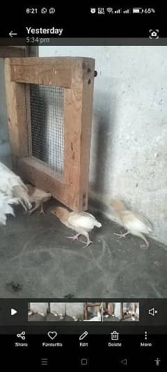 Aseel White Heera Chicks 0