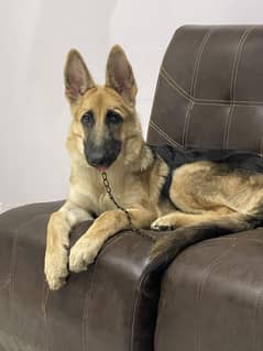 4 months old working line German shepherd.