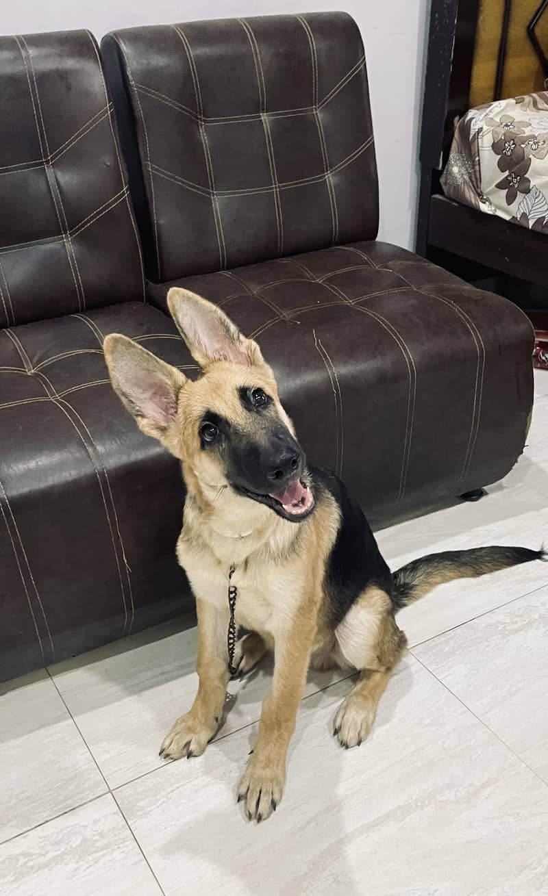 4 months old working line German shepherd. 2