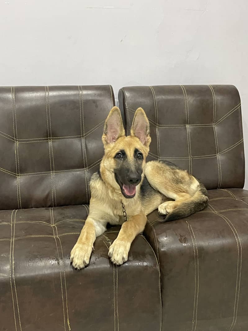 4 months old working line German shepherd. 3