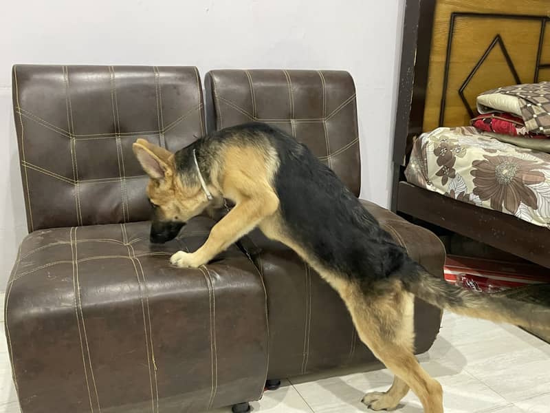 4 months old working line German shepherd. 4