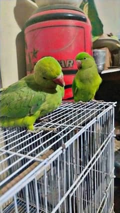 Ringneck Handtame Pair Bohat Freindly Or Khoobsurat Pair Hai