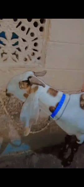 gaban bital big size goat 03479553423 WhatsApp 1