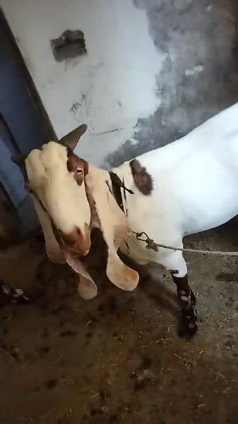 gaban bital big size goat 03479553423 WhatsApp 4