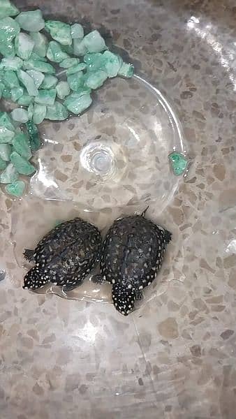 Turtles for Sale 1