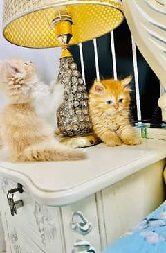 Persian Cats Available 03207679060 Whattsapp Contact me