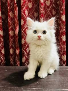 Persian Cats Available 03207679060 Whattsapp Contact me 0