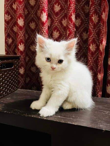 Persian Cats Available 03207679060 Whattsapp Contact me 1