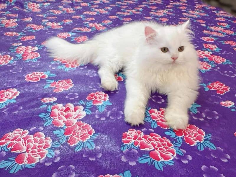 Persian Cats Available 03207679060 Whattsapp Contact me 1