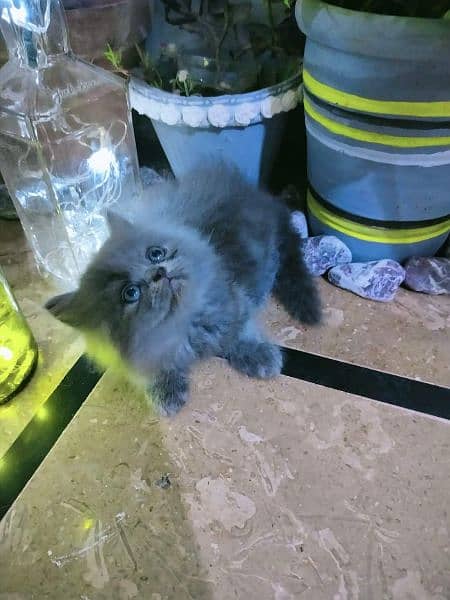 Persian Cats Available 03207679060 Whattsapp Contact me 3